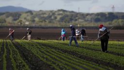 Migrant workers clean fields amid an outbreak of the coronavirus disease (COVID-19), in the Salinas Valley near Salinas, California, U.S., March 30, 2020. Picture taken March 30, 2020. REUTERS/Shannon Stapleton
