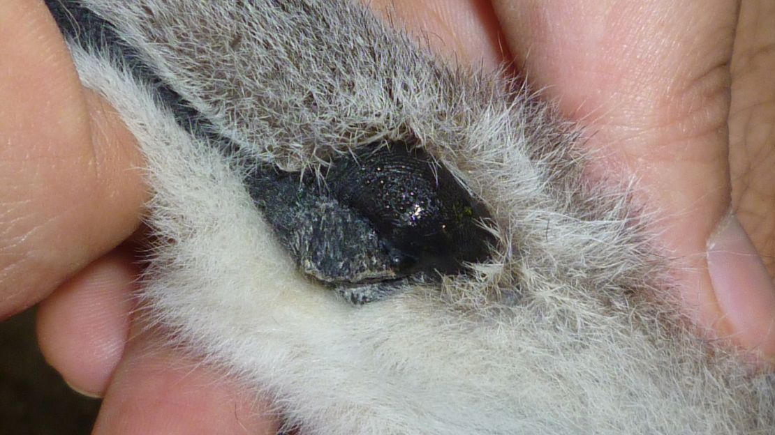 This is a detailed look at the wrist gland of a male lemur.  