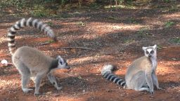 This image shows a male lemur waving his tail at a female.