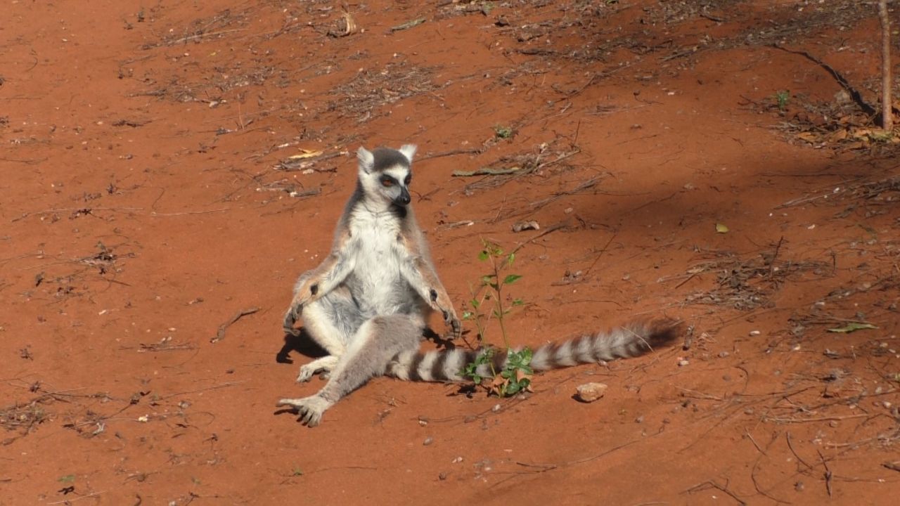 This image shows a male lemur with clearly visible glands on its wrists.
