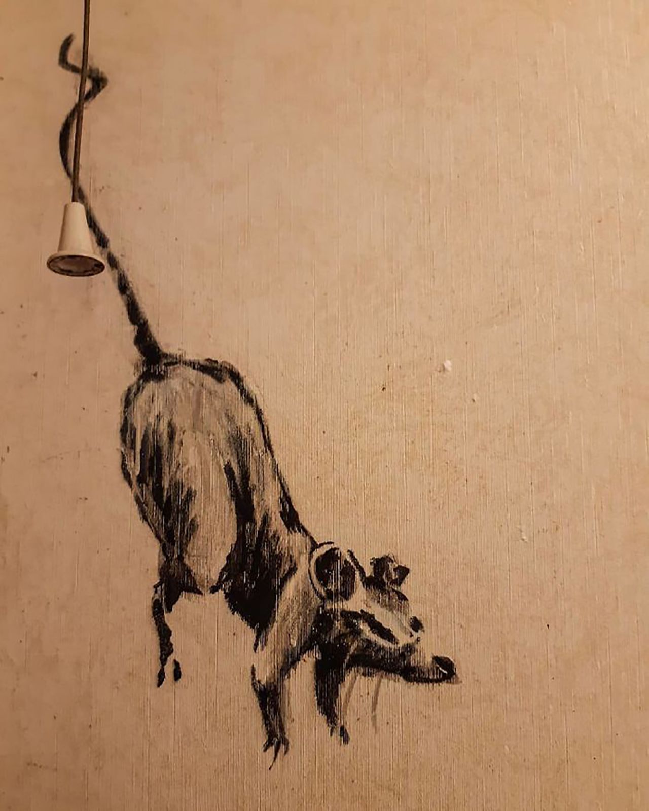 Another rat hangs from the light switch by its tail.