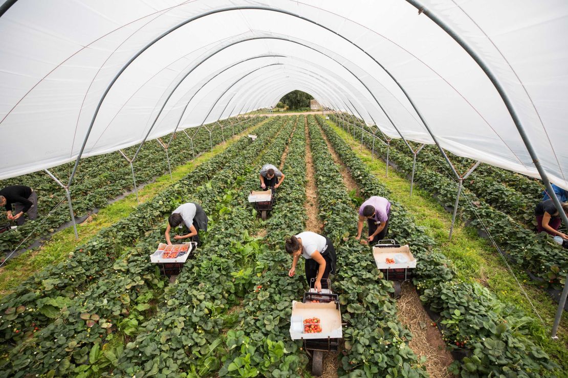 Fruit pickers pick strawberries at a fruit farm in Hereford, UK.