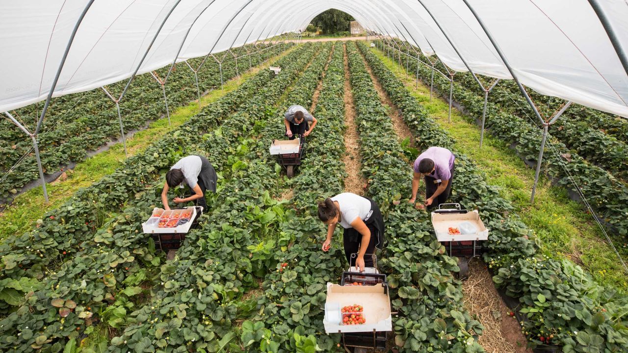 Fruit pickers pick strawberries at a fruit farm in Hereford, UK.