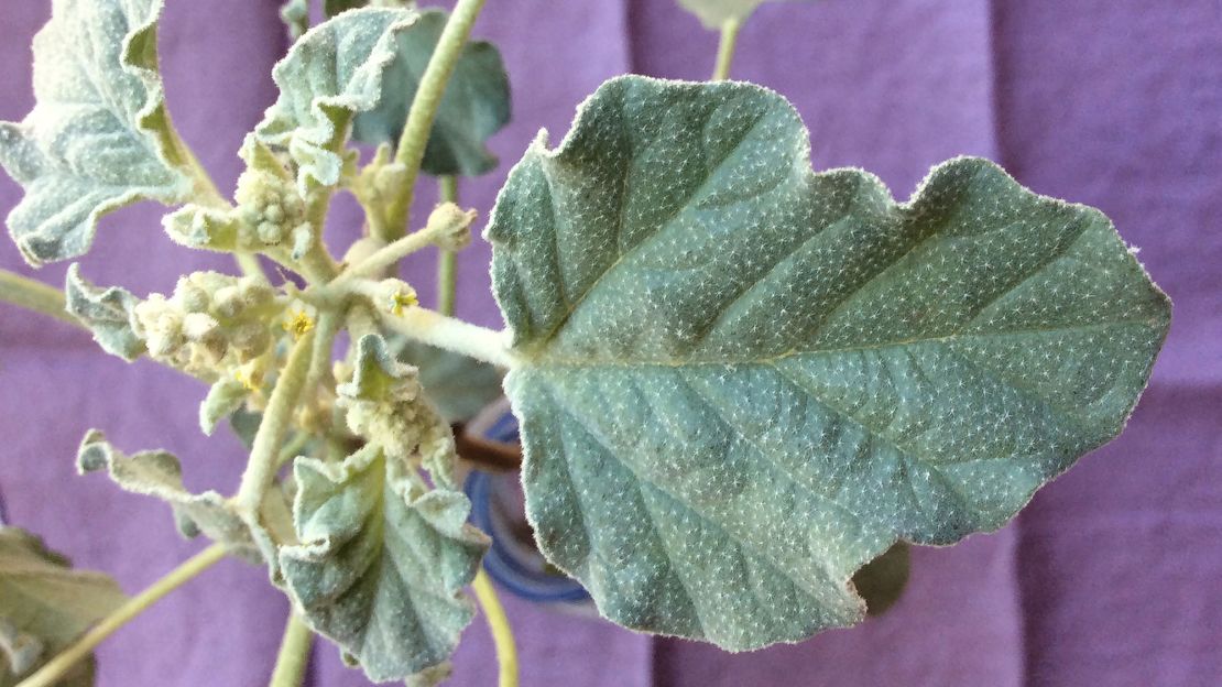 The small herb is known for its covering of distinct, silvery hairs.