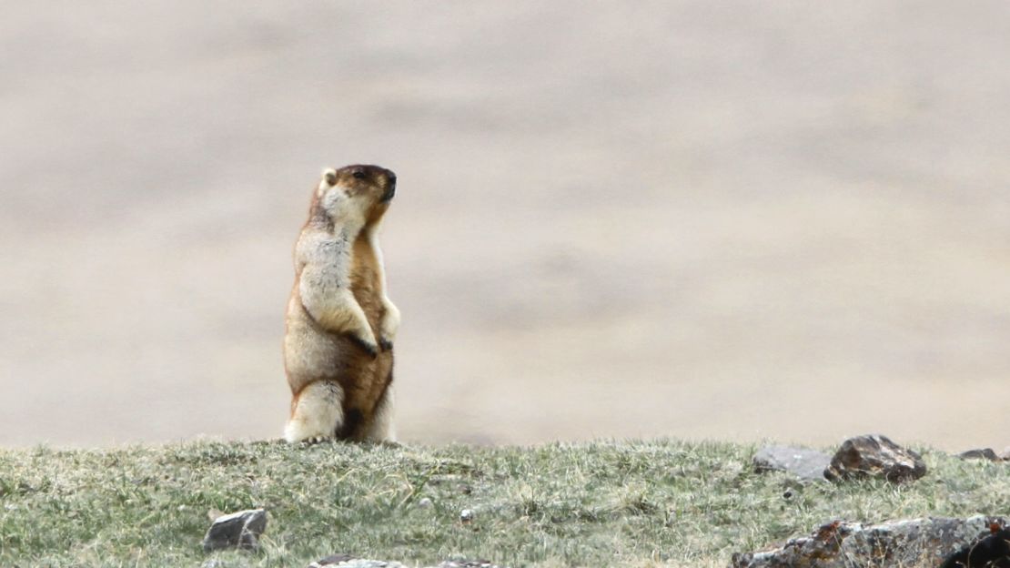 A Tarbagan marmot in steppes around Khukh Lake, Mongolia.