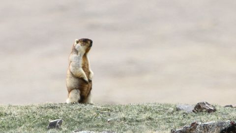 Tarbagan marmot (Marmota sibirica), a species of rodent in the family Sciuridae, in steppes around Khukh Lake, Mongolia.