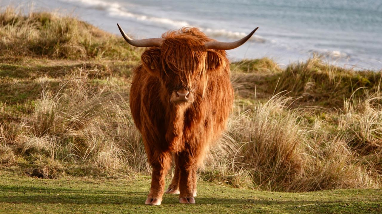 <strong>Highland cow:</strong> Islay's wild, rugged scenery is part of its appeal. It's also a top destinations for fans of Scottish single malt whiskies. 