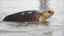 Loggerhead turtle returning to sea - Florida