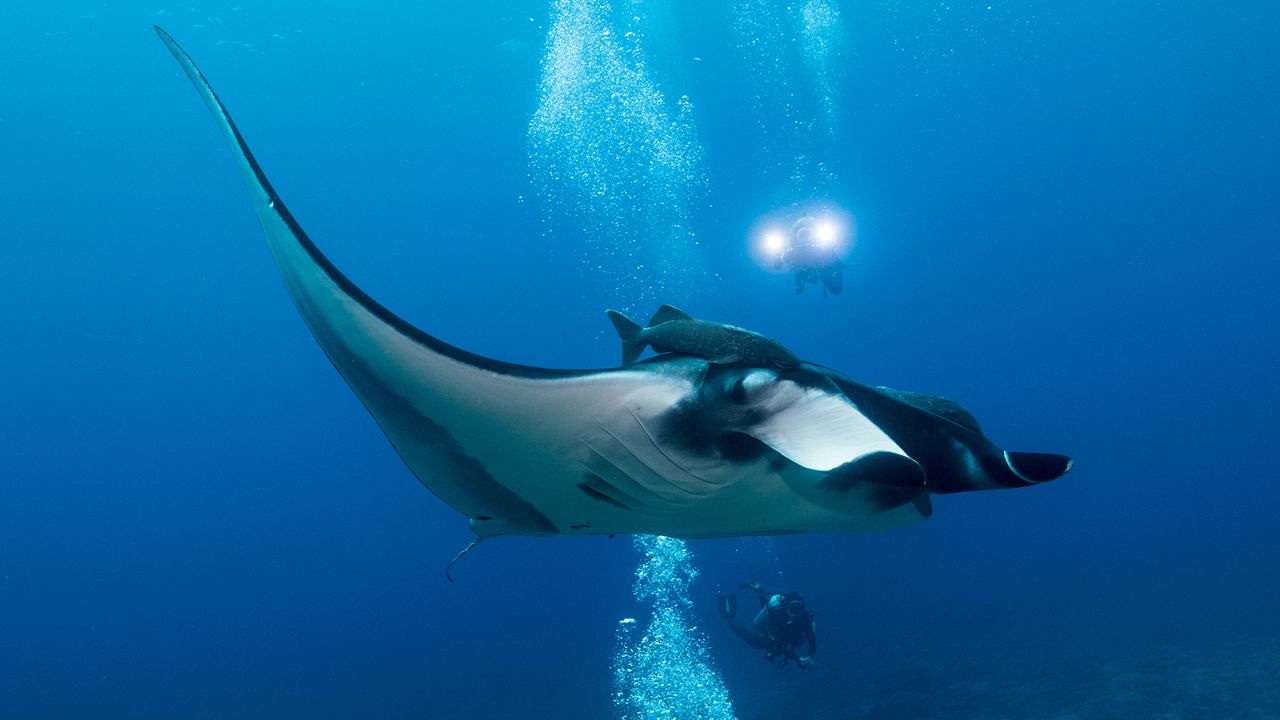 <strong>Baja, Mexico:</strong> The Sea of Cortez is home to giant manta rays. Whale sharks, schooling hammerheads and megapods of dolphins also live here.