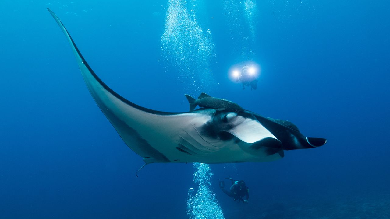 The Sea of Cortez is home to giant manta rays.