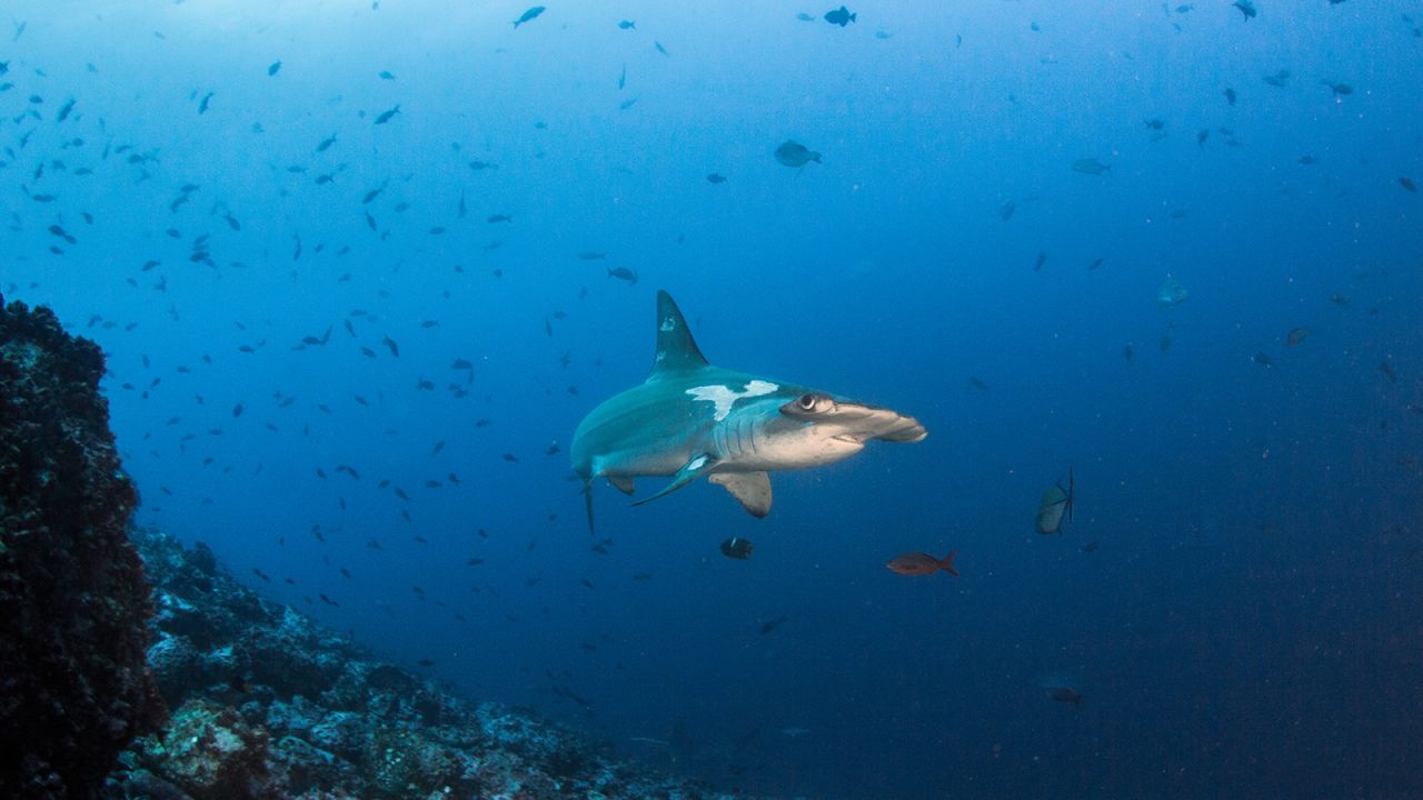 <strong>Cocos Island, Costa Rica: </strong>This remote Pacific Ocean island lies some 330 miles off mainland Costa Rica.