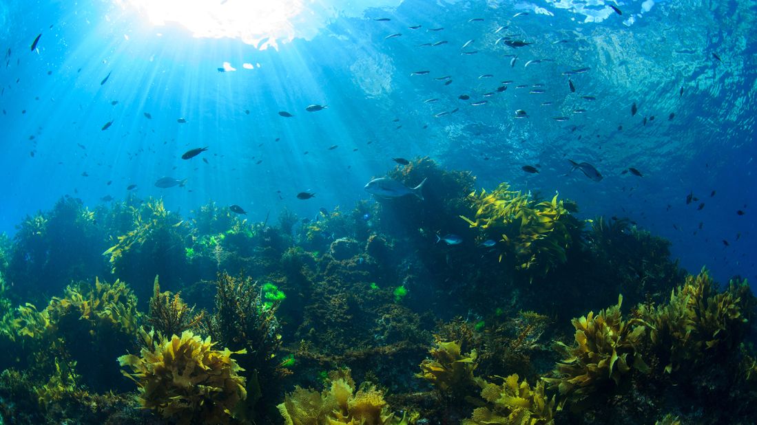 <strong>Poor Knights Islands, New Zealand:</strong> Sunrays shine on fish and kelp through clear water near Poor Knights Islands off New Zealand's North Island.