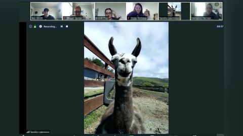 Paco the llama joins a video conference call from an animal sanctuary in California.