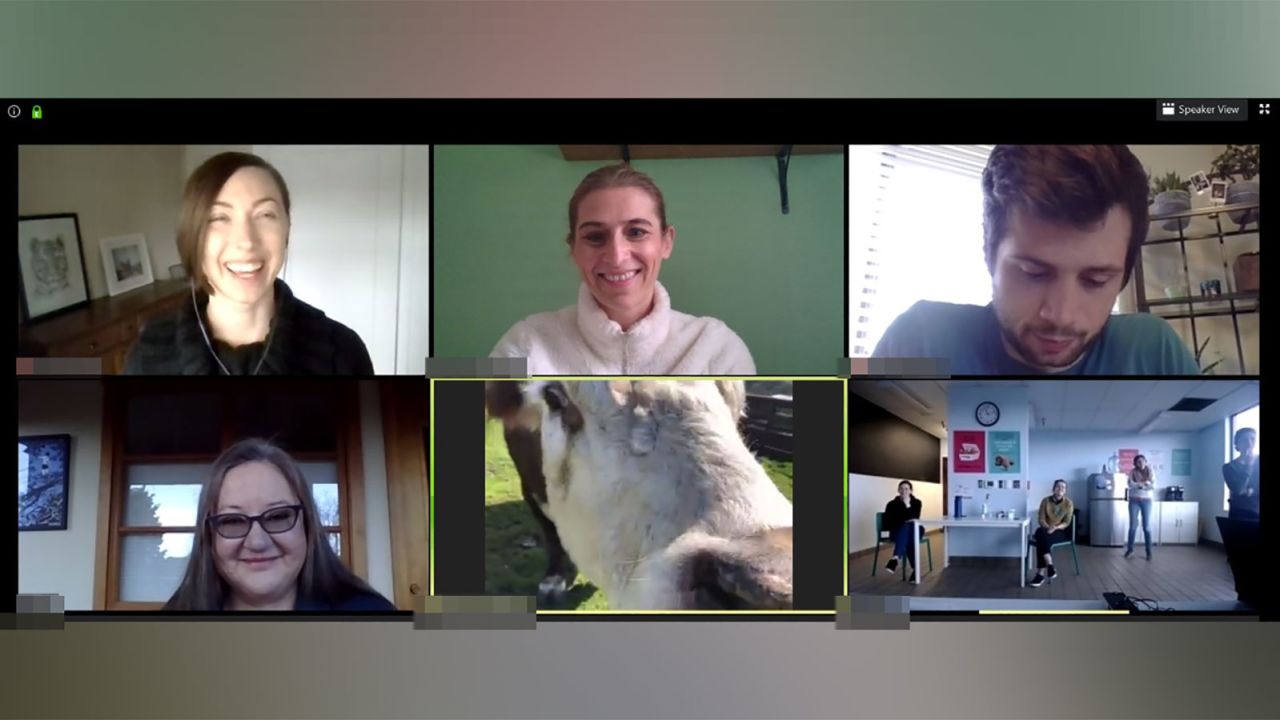 Gizmo the cow joins a video conference call. 