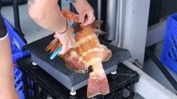 Fish are weighed and fin clips are removed for genetic analyses.