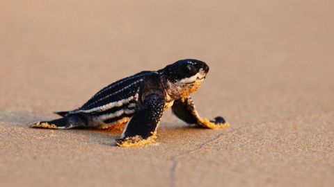 Some Thai beaches have seen their highest number of sea turtle nests in 20 years.