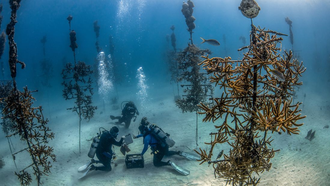 <strong>Key Largo, Florida</strong>: The Coral Restoration Foundation in Key Largo has offshore coral nurseries for reef restoration. 