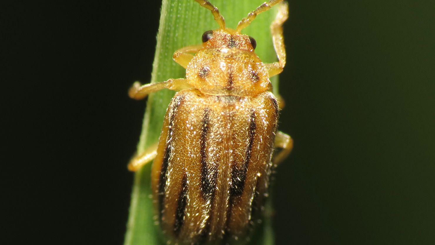The ragweed leaf beetle, Ophraella communa, seen in Rock Creek Park in Washington, DC.                            
