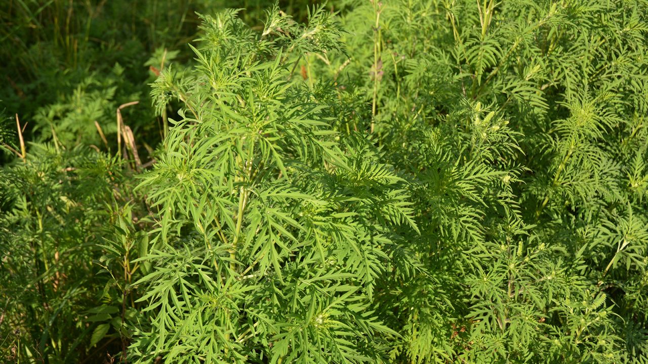Ragweed.