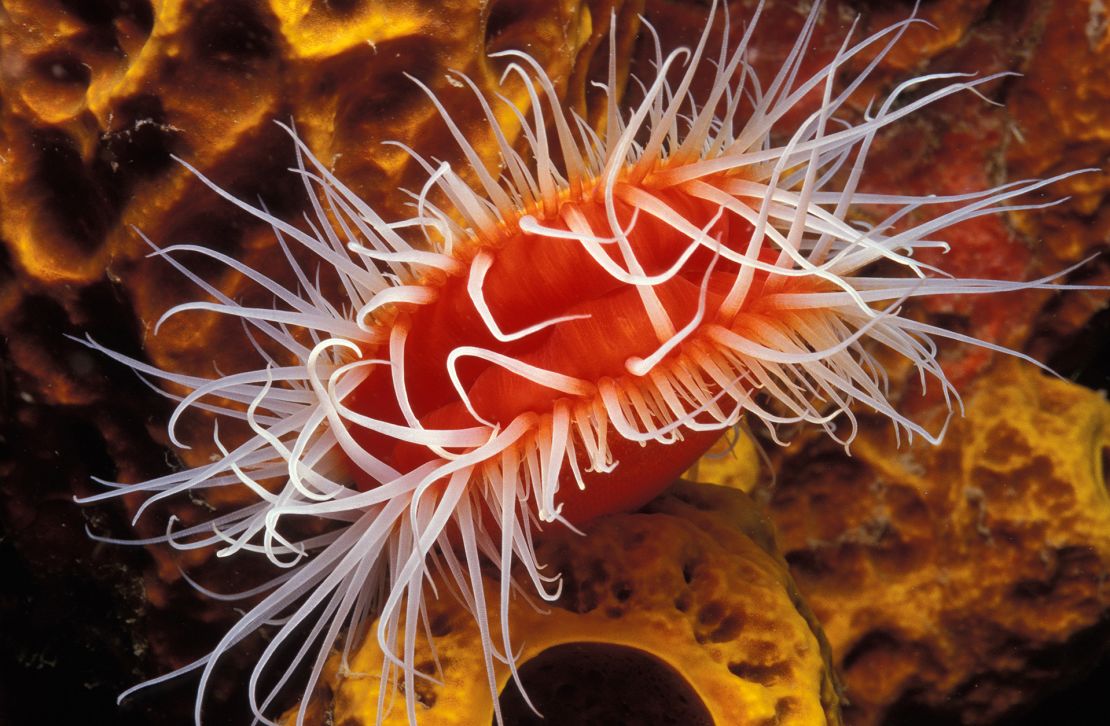 A rough fileclam mesmerizes in the waters off Dominica.