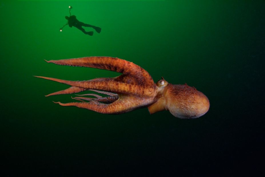 <strong>Vancouver Island, British Columbia:</strong> The giant Pacific octopus is found in the waters off British Columbia. They average 16 feet across.