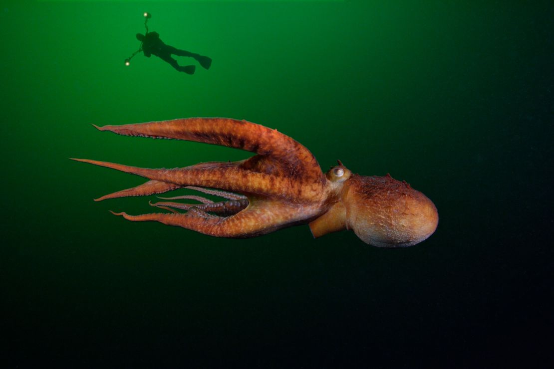 At about 110 pounds, the giant Pacific octopus is the world's largest.