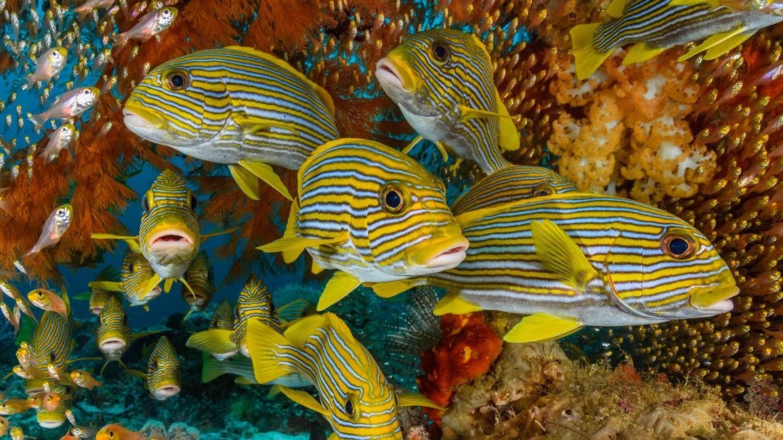 <strong>Raja Ampat, Indonesia:</strong> Ribboned sweetlips shelter under a coral ledge, surrounded by hundreds of golden sweepers.
