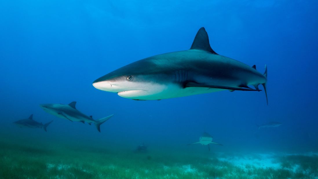 <strong>Bahamas:</strong> Dive site Tiger Beach is a destination for shark seekers.