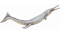 Cricosaurus suevicus