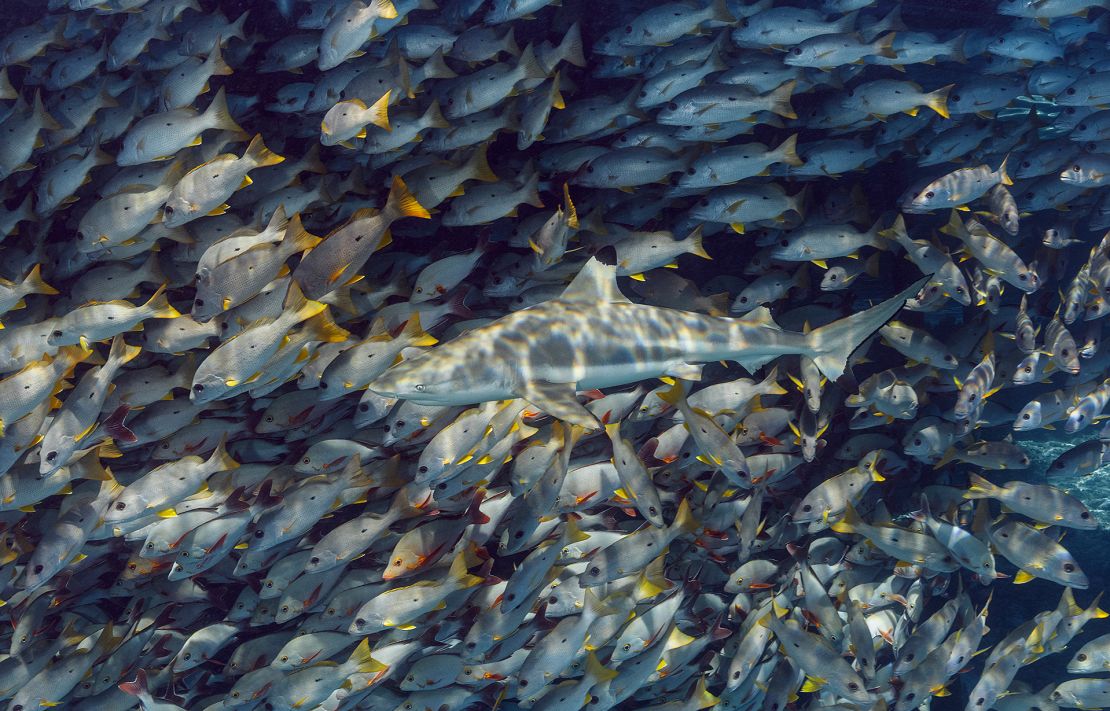 A blacktip reef shark swims alongside a school of one-spot snappers in French Polynesia. 