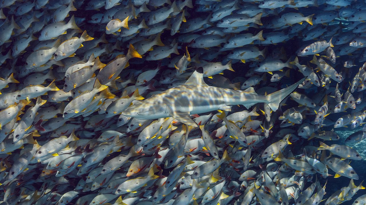 A blacktip reef shark swims alongside a school of one-spot snappers in French Polynesia. 