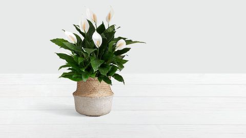 Deluxe Peace Lily