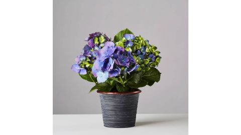 Small Blue Hydrangea Plant