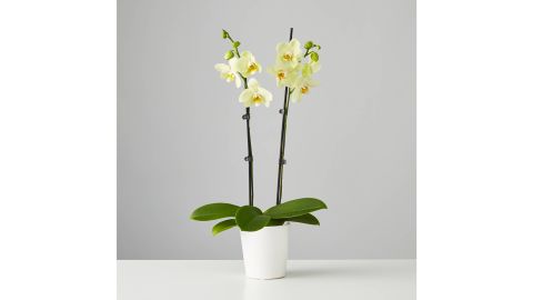 Phalaenopsis Orchid