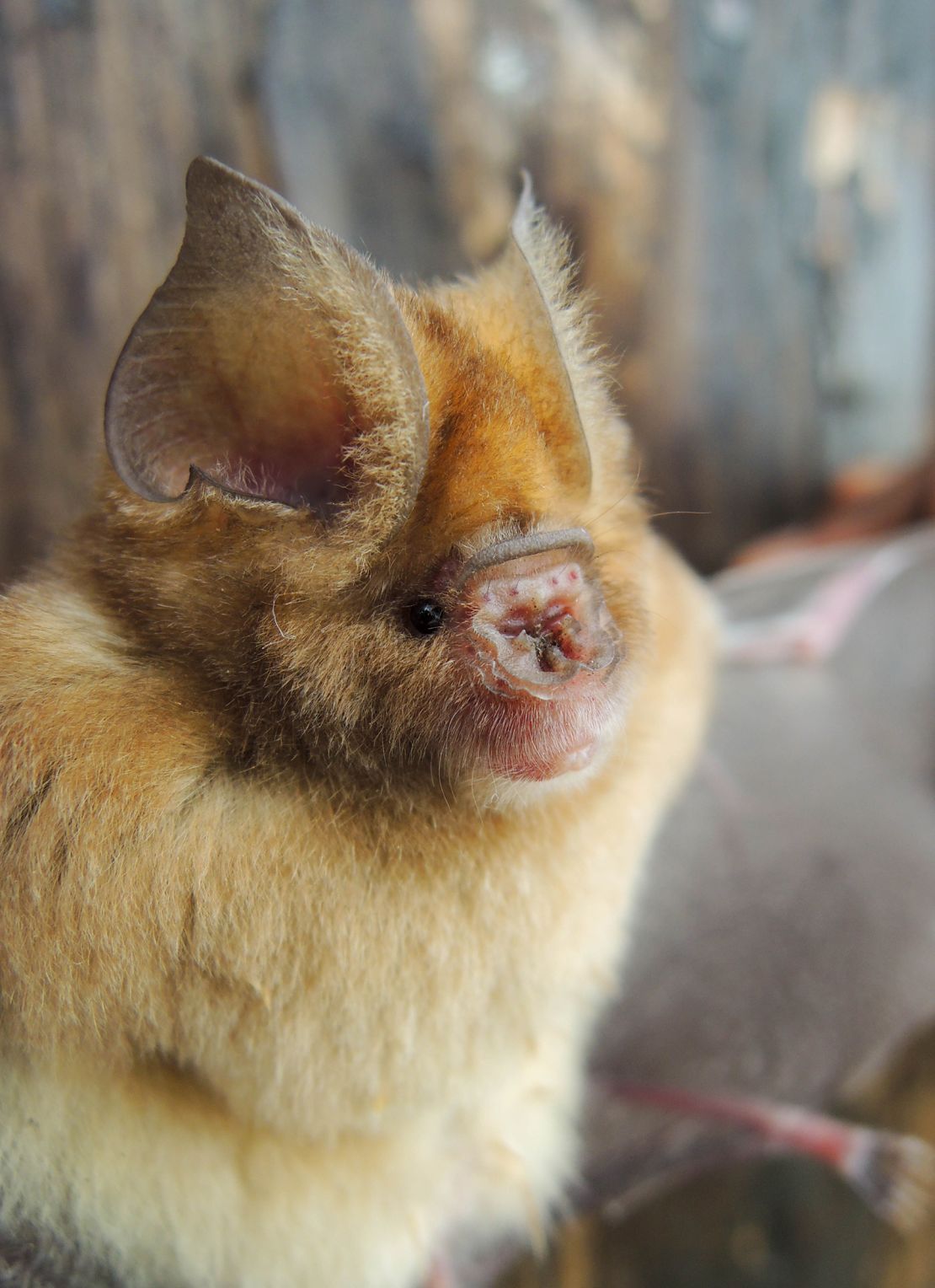Skin flaps contribute to the name of leaf-nosed bats. 