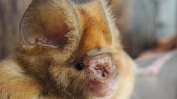DSCN0860—One of the new bat species. We found Hipposideros caffer (Sundevall's leaf-nosed bat) to consist of 8 distinct lineages; 3 of these (including this bat) appear to be new to science (photograph courtesy of B.D. Patterson/Field Museum)
