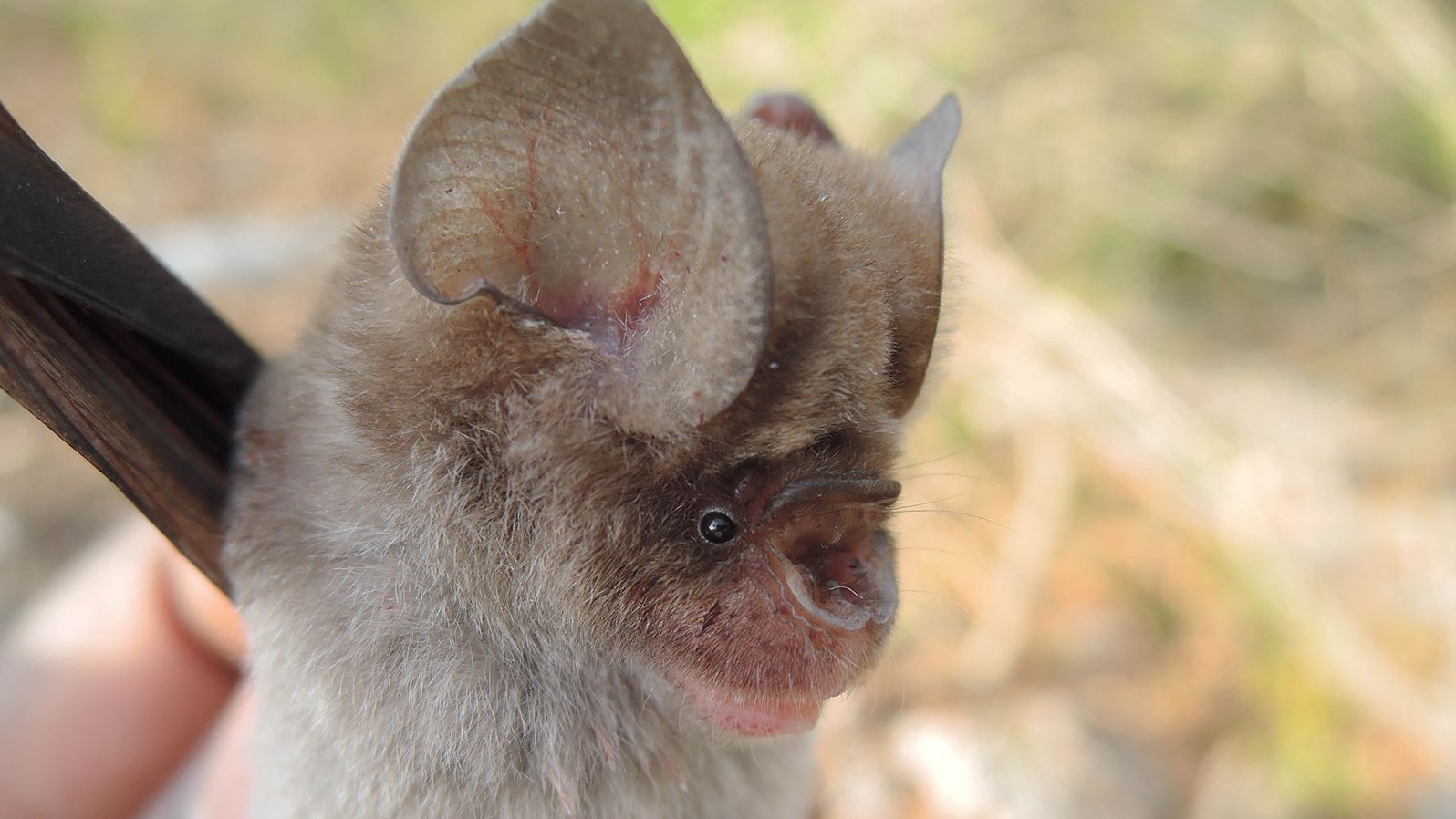 Four new species of leaf-nosed bats have just been discovered.