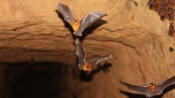 Members of a third new bat species. A colony of what is apparently a new species of Hipposideros from an abandoned gold mine in Western Kenya (photograph courtesy of B.D. Patterson/Field Museum)