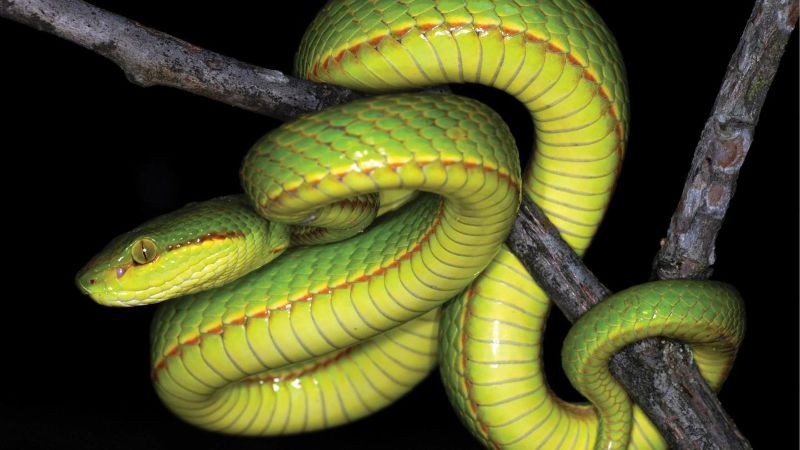 yellow viper snake