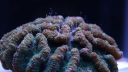 01 florida aquarium first reproduce ridhed cactus coral