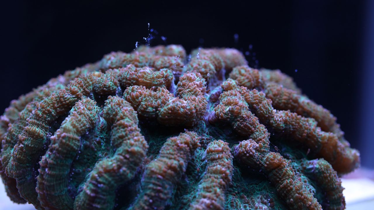 The ridged cactus coral which reproduced. 