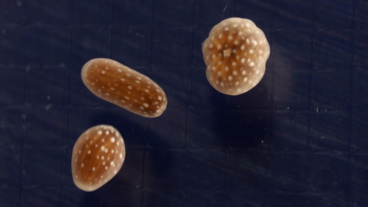 The baby ridged cactus corals.