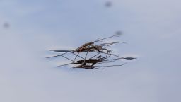 Contrary to the trend for land-dwelling insects, the number of freshwater insects has increased. This could be due to effective water protection measures. The photo shows common water striders (Gerris lacustris) while mating.
