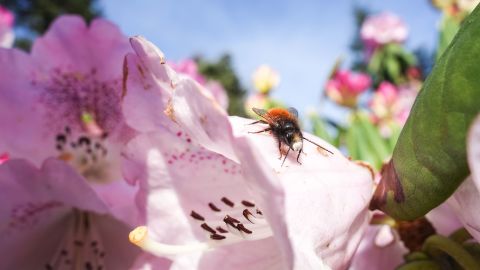 Some insects perform important functions in our ecosystems, such as pollination of wild and cultivated plants. The photo shows the European orchard bee (Osmia cornuta).