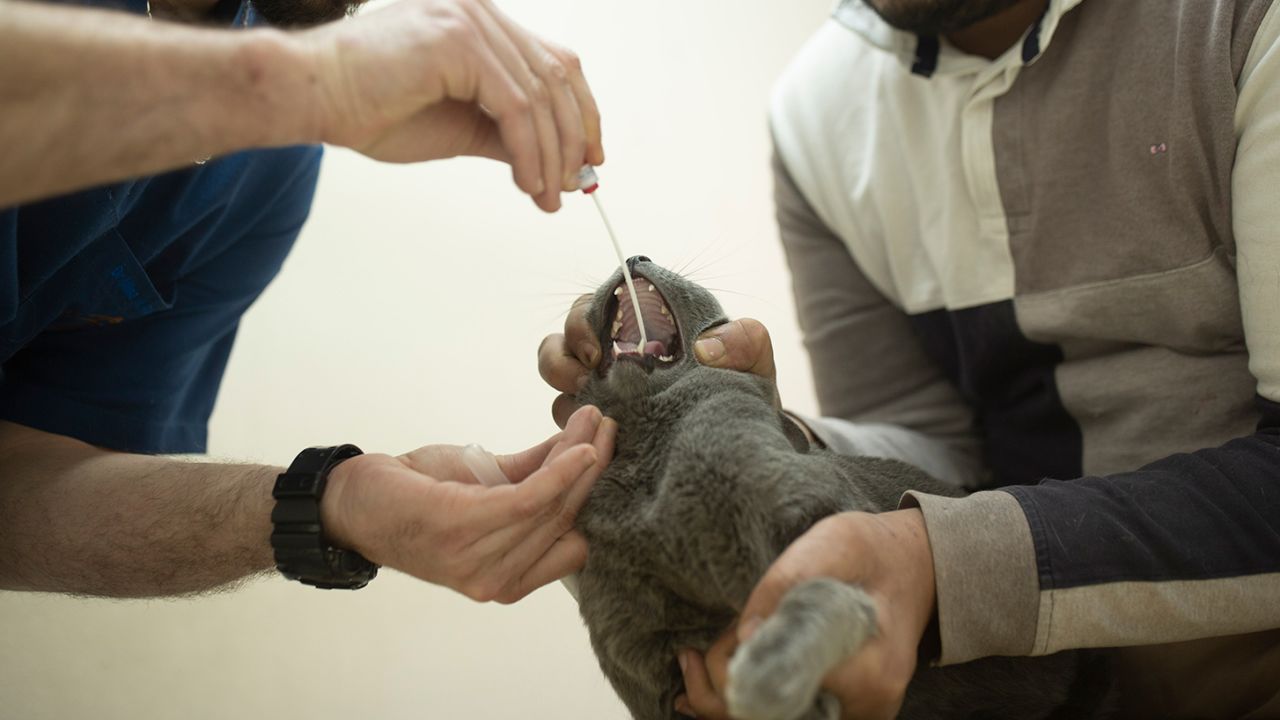 A veterinarian tests an Egyptian cat for the coronavirus, a requirement for travel, at a clinic in Cairo, Egypt on March 29. 