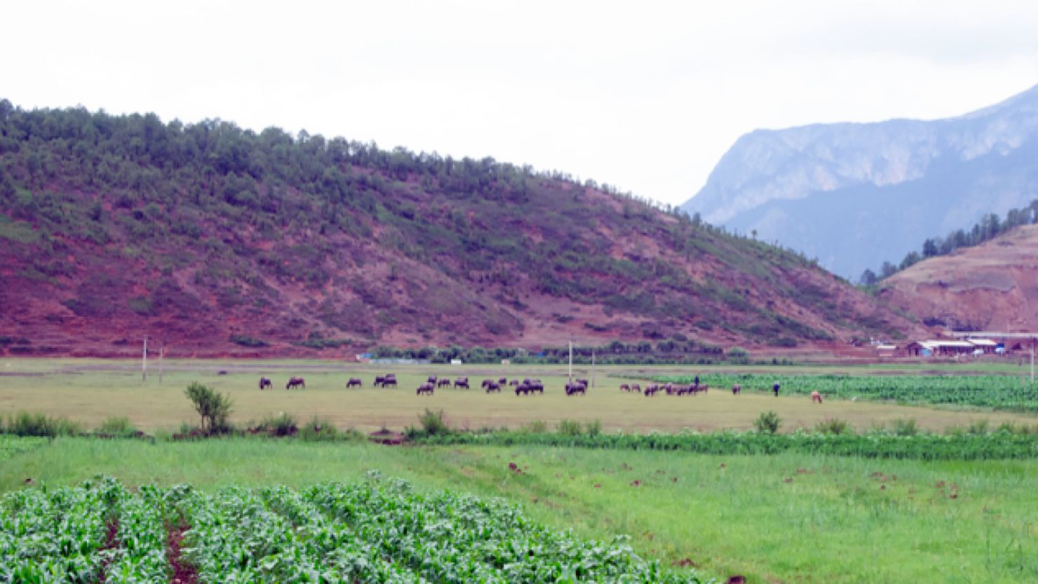 The Mosuo, a Tibetan-descended population living in the mountains of Southwest China, were found to be at lower risk for hypertension and diabetes-associated anemia than low-altitude Han populations.