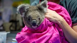 anwen koala australia