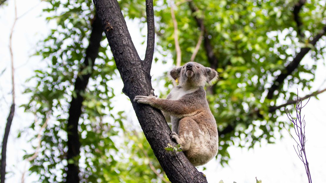 Anwen the koala climbs a eucalyptus tree.