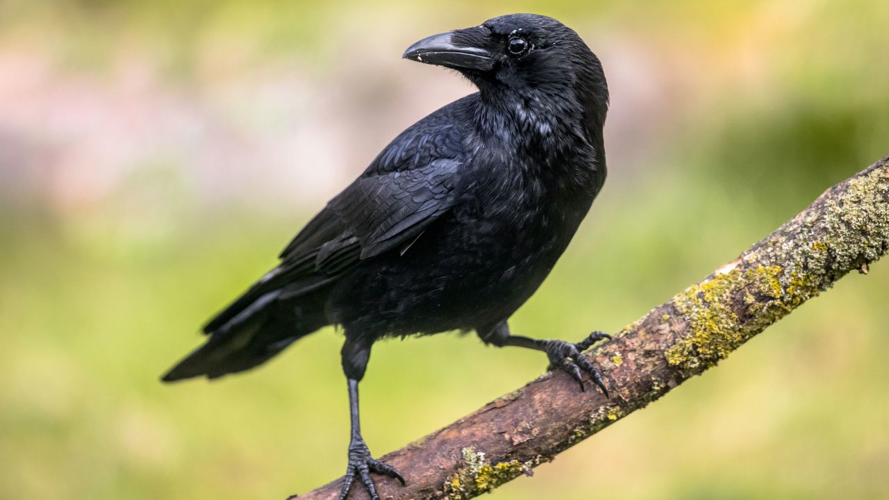 Crows have large brains and exhibit behaviors similar to humans.