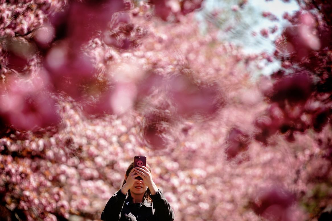 A woman in Teltow, Germany, photographs the blossoms of a Japanese cherry tree on Sunday, April 19.